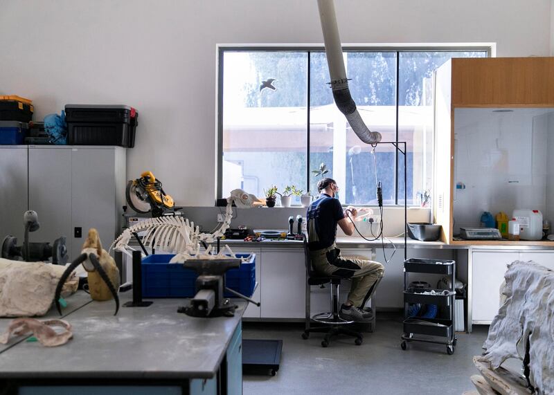 DUBAI, UNITED ARAB EMIRATES. 15 DECEMBER 2020. 
Andre Appelt sanding a shark jaw. Andre is a taxidermist at the Central Veterinary Research Laboratory in Nad Al Sheba. Andre
(Photo: Reem Mohammed/The National)

Reporter:
Section: