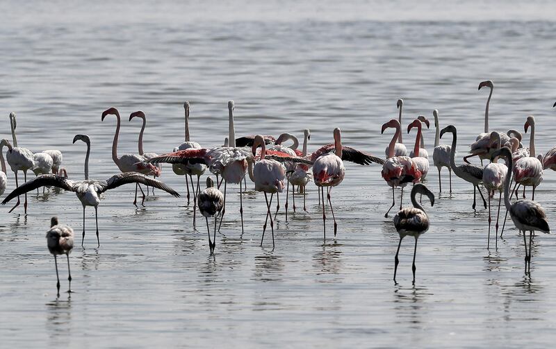 ABU DHABI , UNITED ARAB EMIRATES , NOV 23   – 2017 :- Flamingos at the Al Wathba Wetlands in Abu Dhabi. (Pawan Singh / The National) Story by Melinda Healy