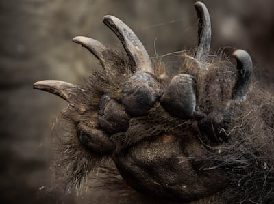 The paw of a bear – or could it be a yeti? – in Kham province, eastern Tibet. Photo: Stuart Butler