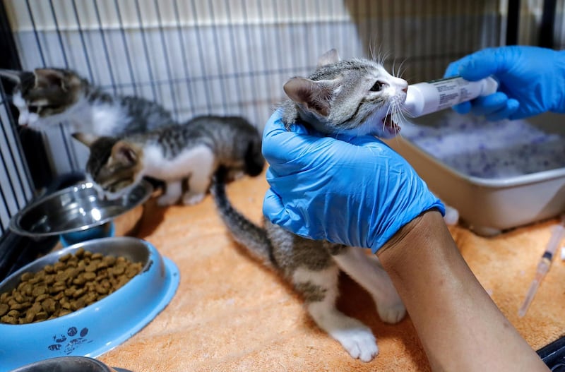 Abu Dhabi, United Arab Emirates, June 22, 2020.   
 Veterinarian Ronalee Toribio, a gently orally injects deworming solution to kittens at the Abu Dhabi Falcon Hospital.
Victor Besa  / The National
Section:  NA
Reporter:  Haneen Dajani