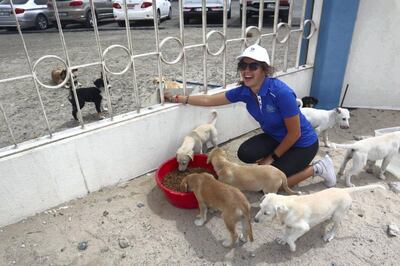 An Animal Action volunteer helps feed stray dogs. Courtesy Animal Action UAE