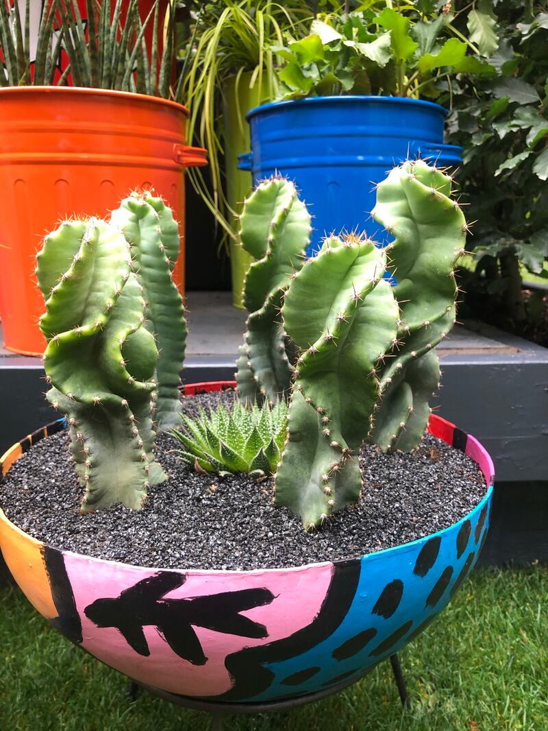 Succulents within the Pop Street Garden designed by John McPherson