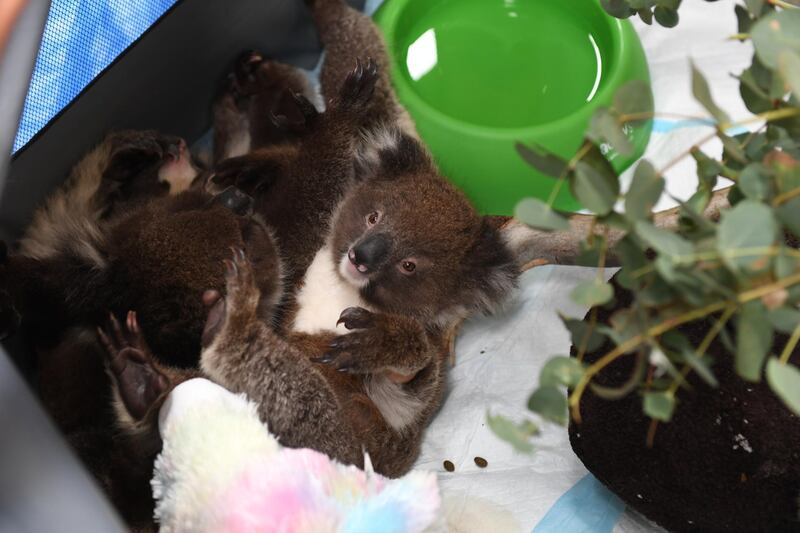 Rescued orphaned baby koals at Adelaide Koala Rescue which has been set up in the gymnasium at Paradise Primary School in Adelaide in Adelaide, Australia. Getty Images