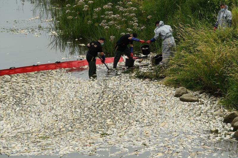 Thousands of dead fish are removed from the River Oder at a catch basin in Krajnik Dolny, Poland, on Saturday. Reuters