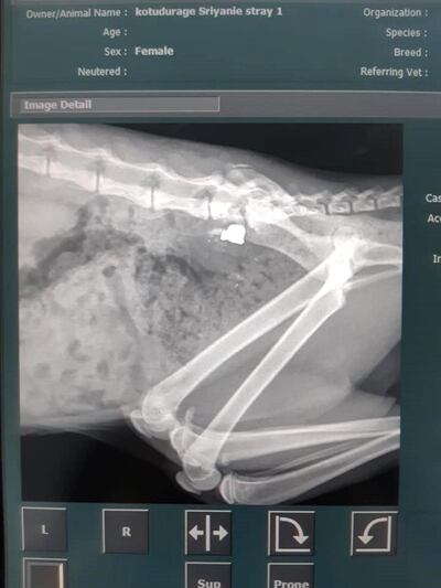 An air gun pellet can be seen in an X-ray taken by vets. Courtesy: Fawaz Kanaan