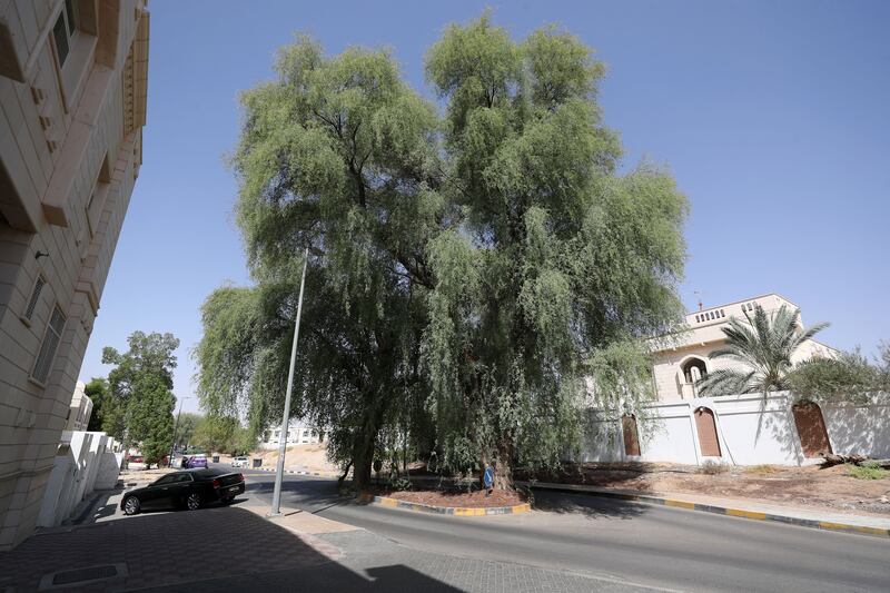 A ghaf tree located in a residential area at Al Bahaa Street in Al Ain's city centre. The ghaf is a drought-tolerant tree, which can remain green even in harsh desert environments. 