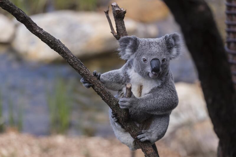 A koala is pictured at Taronga Zoo in Sydney, Australia. Getty Images