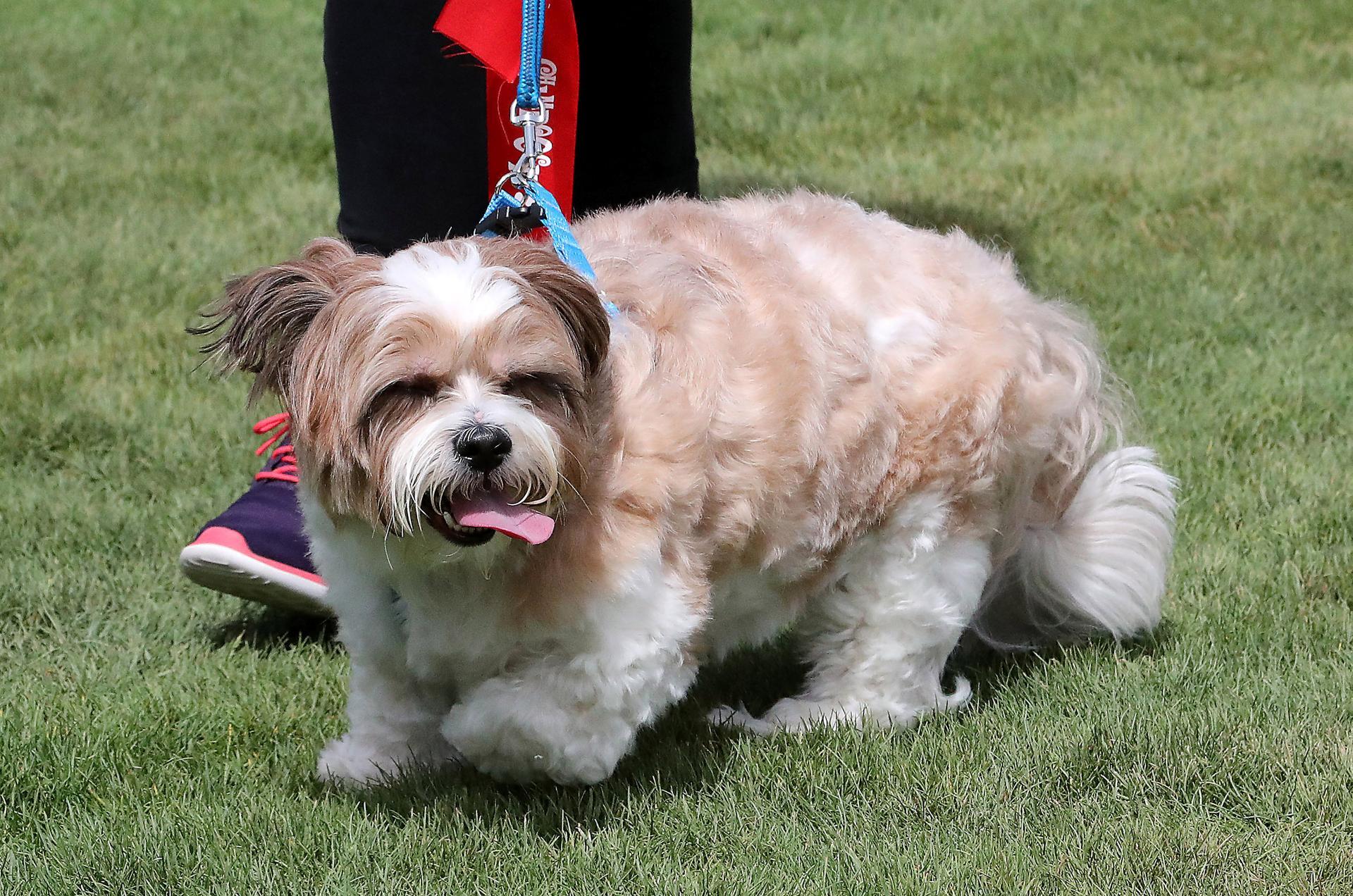 ABU DHABI , UNITED ARAB EMIRATES , APRIL 13   – 2018 :- One of the pet during the pet festival held at DU arena on Yas Island in Abu Dhabi. ( Pawan Singh / The National ) For News