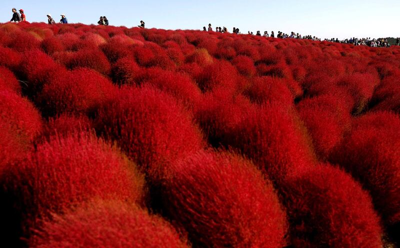 People walk in a field of fireweed at the Hitachi Seaside Park in Hitachinaka, Japan. Reuters