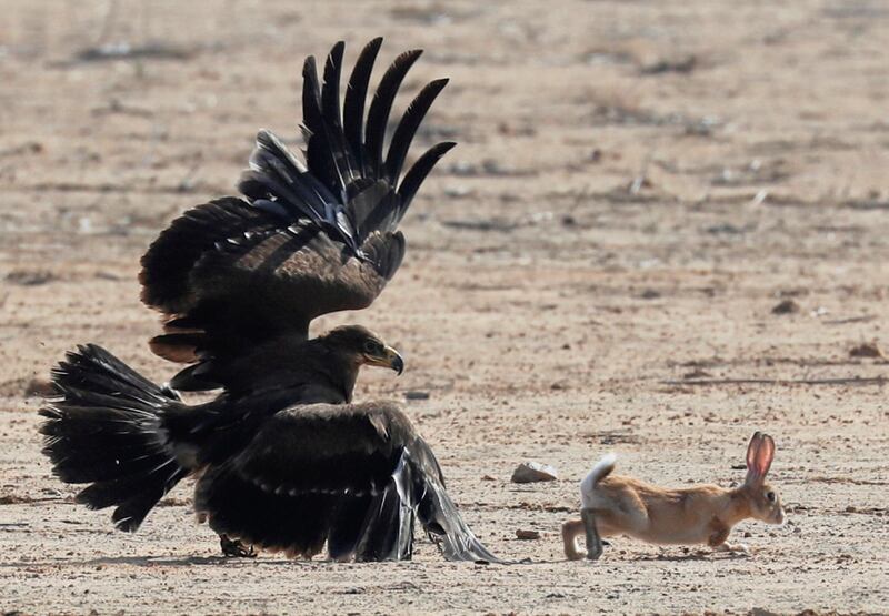 A hunting falcon chases a hare at Borg al-Arab desert in Alexandria, Egypt. Reuters