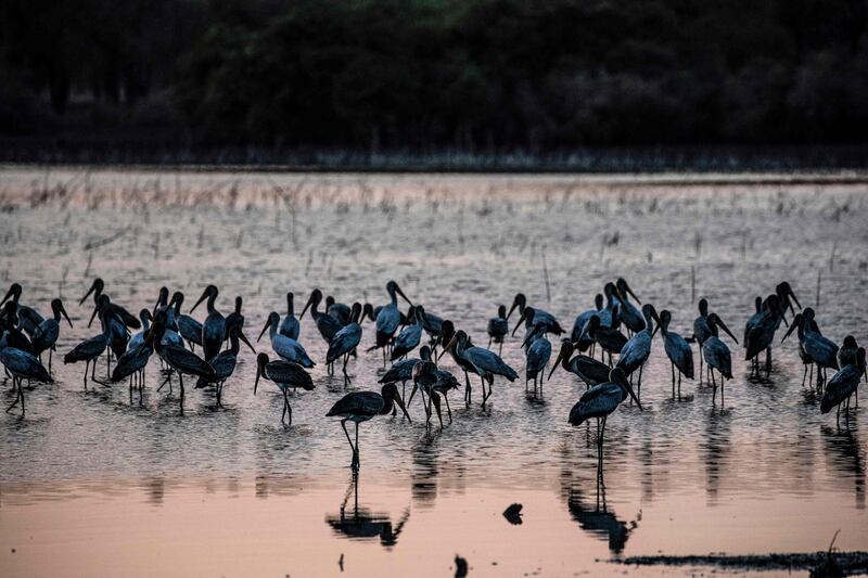 Birds in the Ain Al Shams seasonal lake within Sudan's Dinder National Park. AFP