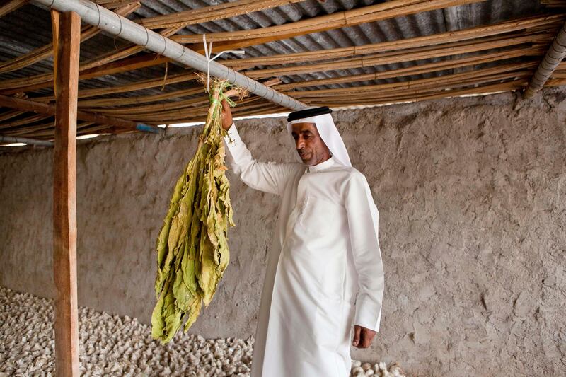 June 17, Khalfan Al Dhagmani poses for the camera with some locally grown tobacco on a traditional Emirate farm in Wadi Al Tuwa.  June 1, Ras Al Khaimah, United Arab Emirates. (Photo: Antonie Robertson/ The National)