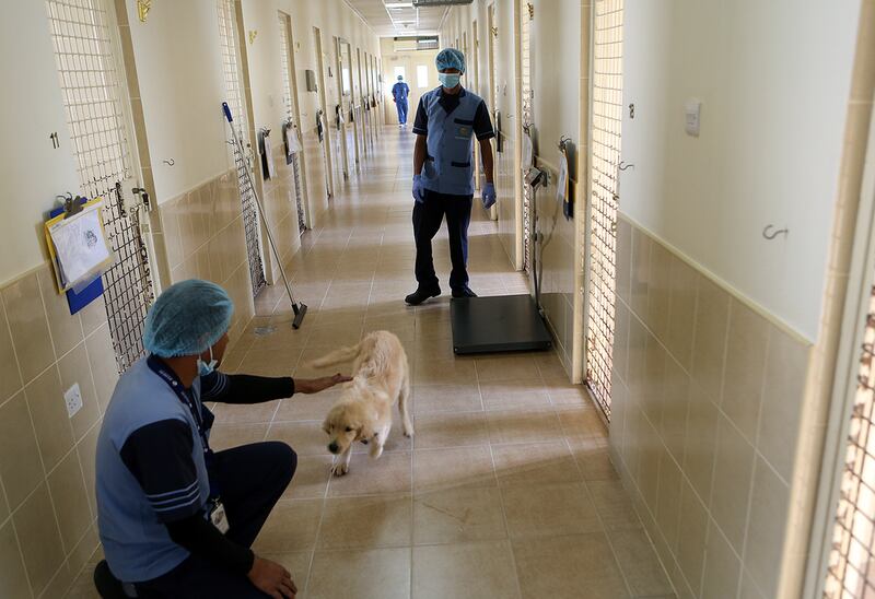 Staff at the Pet Care Centre at the Abu Dhabi Falcon Hospital in Abu Dhabi observe an injured dog’s recovery. Satish Kumar / The National