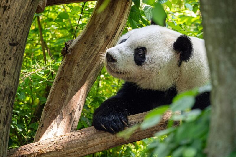 The 19-year-old Giant panda Yuan Yuan explores his enclosure at the Tiergarten Schoenbrunn zoo in Vienna. Yuan Yuan arrived from the Dujiangyan Giant Panda Base in Sichuan Province, China.  EPA