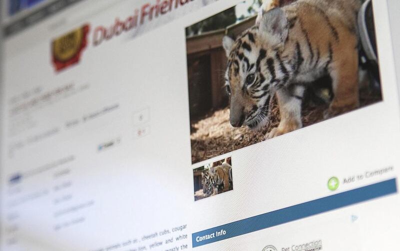A screen grab displaying an online advertisment from one of several Dubai-based websites offering exotic animals for sale as pets. Animals advertised include jaguar, cheetah, lion and tiger cubs. Antonie Robertson / The National 