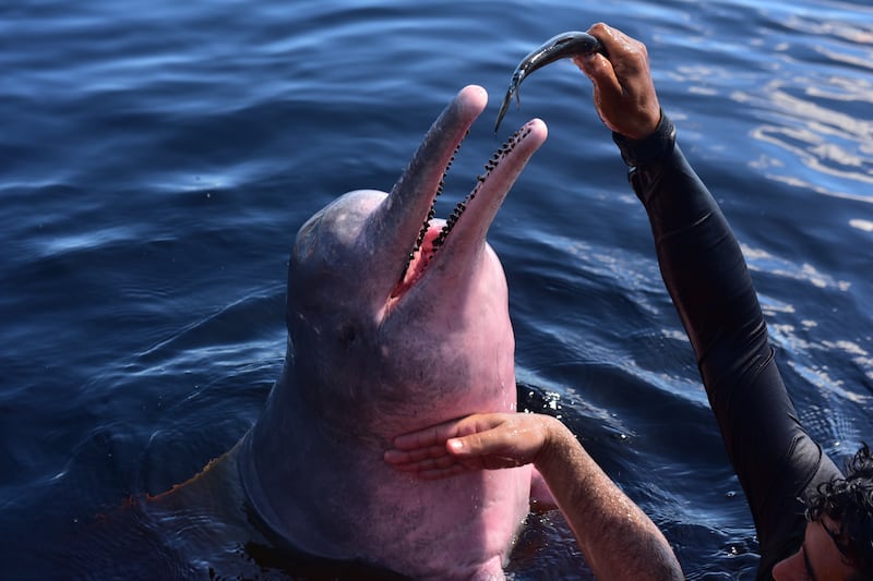 A wild pink dolphin in the Rio Negro. Photo: Marcio Benchimol