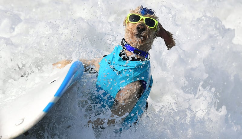 Rusty wipes out during the annual Surf City Surf Dog event in Huntington Beach, California. AFP