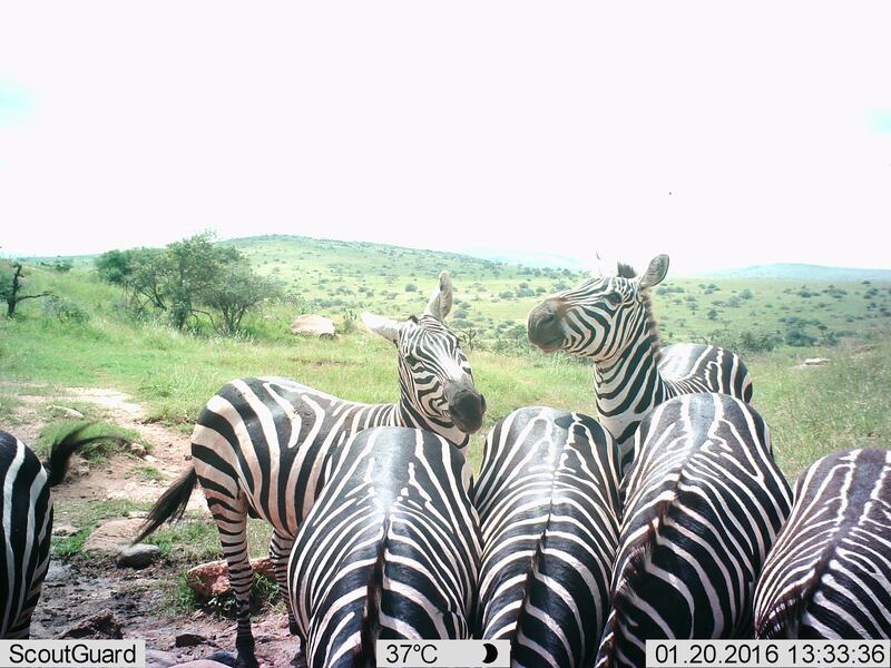 A zeal of zebras. Lewa Wildlife Conservancy / ZSL