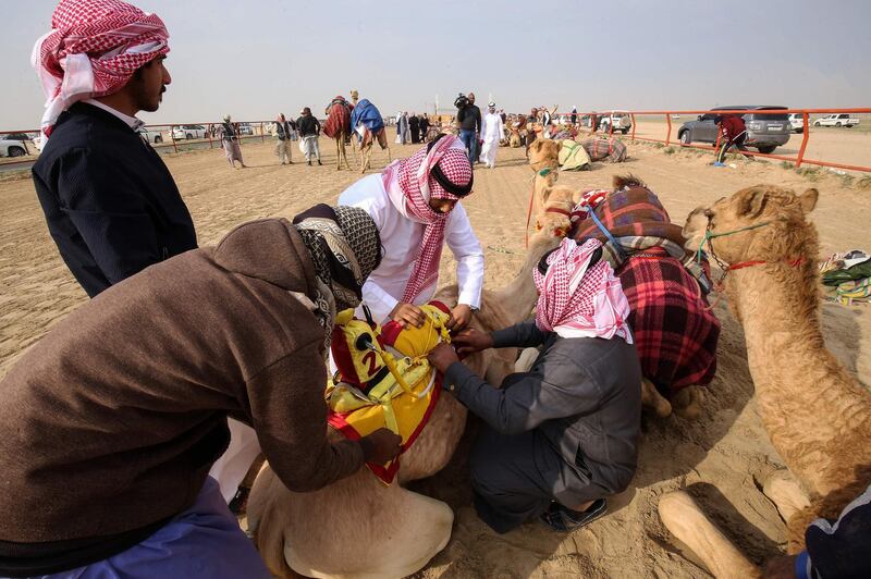 Competitors prepare automated jockeys on a camel before the 19th international camel race championship. AFP