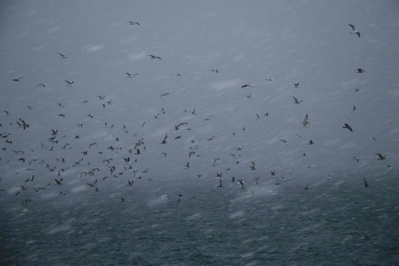 Birds during a snowstorm off Spildra 