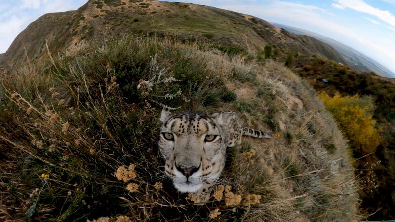 A snow leopard, slowly bouncing back in numbers thanks to the introduction of more sustainable grazing methods and training of herders as conservation guards, looks into remote camera in Kyrgyzstan in an undated photograph.  Philippe Matheini and Michael Booth/United Nations Environment Programme/Handout via REUTERS NO RESALES.  NO ARCHIVES.  THIS IMAGE HAS BEEN SUPPLIED BY A THIRD PARTY.      TPX IMAGES OF THE DAY