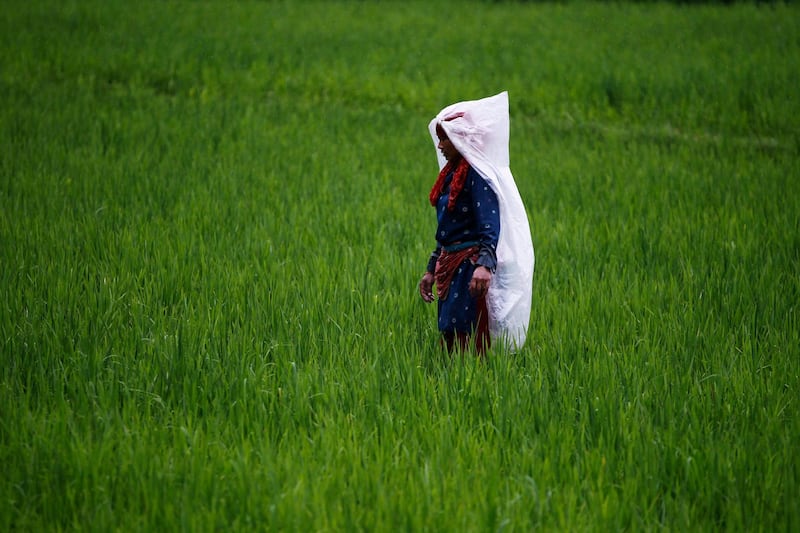 A Nepalese farmer covers herself with plastic sheet as she works in a paddy field during a drizzle in Kathmandu, Nepal. Niranjan Shrestha / AP Photo