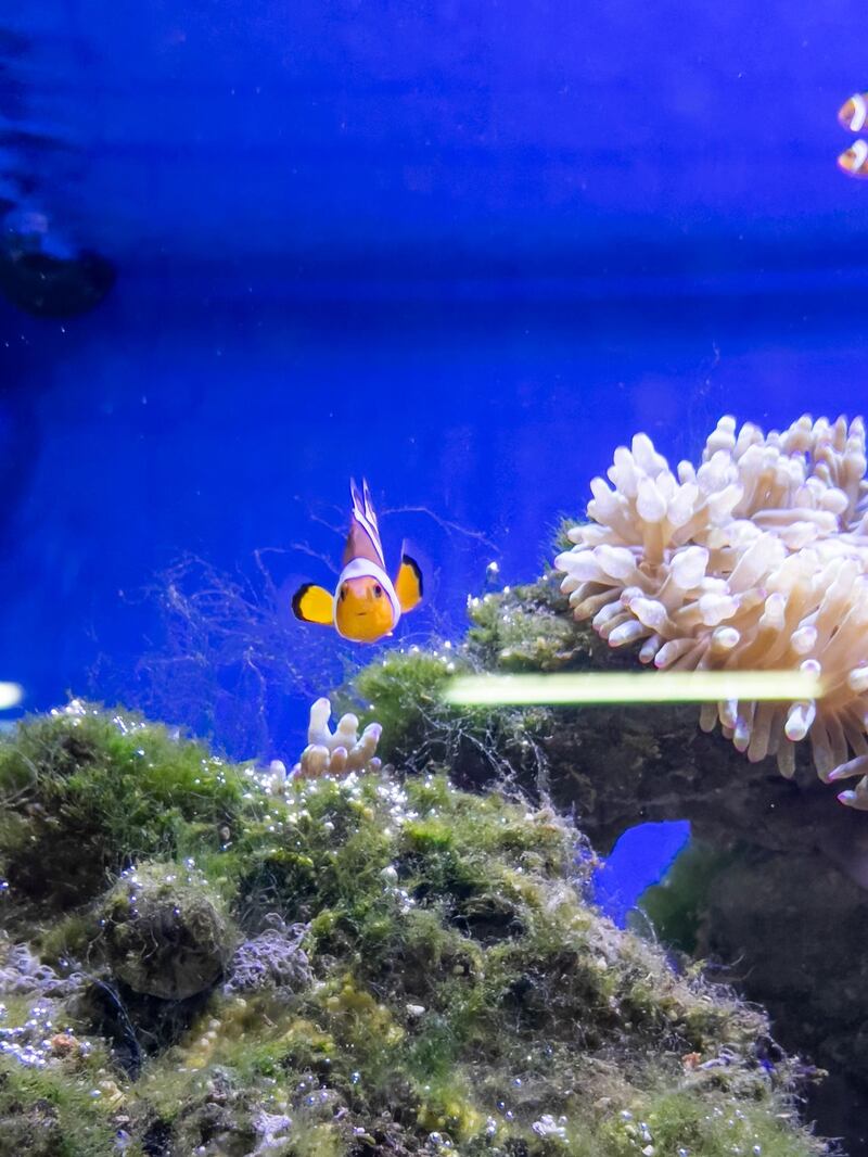 A clown fish, as seen from The Floating Seahorse properties. Courtesy The Heart of Europe 