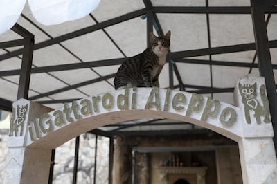 A cat sits at the entrance of the sleeping area of Ernesto's Cat Sanctuary in Kfar Naha, an opposition-held town in Aleppo province in Syria on March 17, 2018, - The 43-year-old, al-Jaleel who grew up in Aleppo, has been mad about cats since he was a boy. As the war raged in Syria and cat lovers fled the city, he was left with 170 cats to feed and a new nickname: the Cat Man of Aleppo. (Photo by OMAR HAJ KADOUR / AFP)