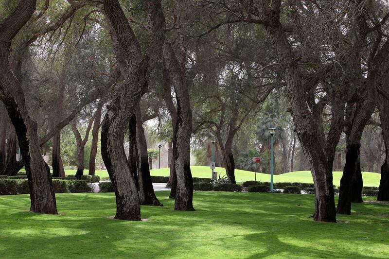 
DUBAI , UNITED ARAB EMIRATES Ð Apr 18 : Ghaf trees in Mushrif park in Dubai. ( Pawan Singh / The National ) For News