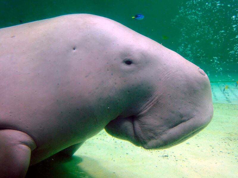 The dugong is another vulnerable species of marine mammal now threatened with extinction. AP