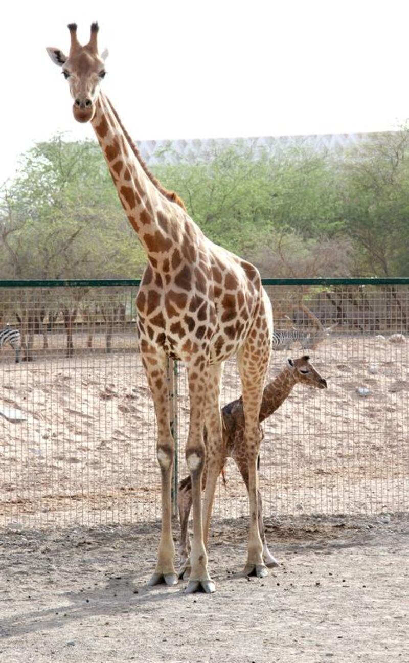 Grab a bargain break in Al Ain complete with a trip to Al Ain zoo. Courtesy Al Ain Zoo 