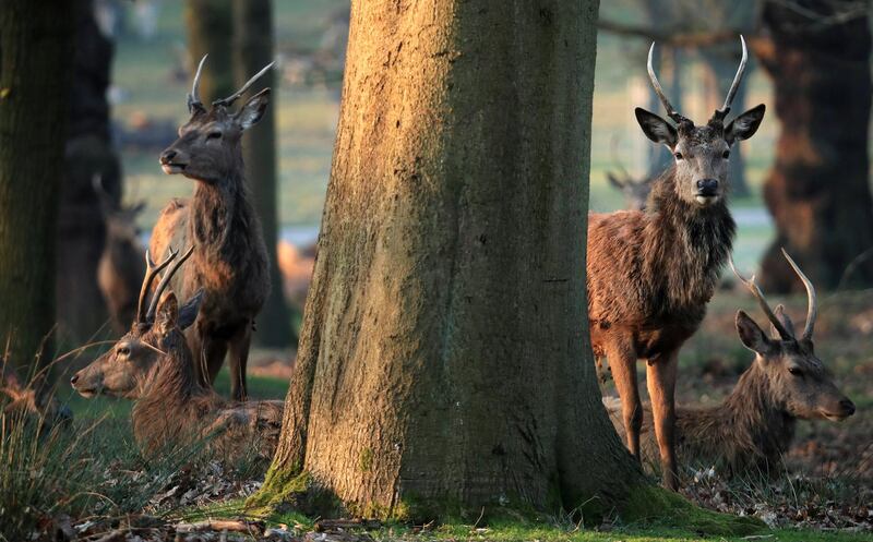 LONDON, ENGLAND - MARCH 27: A herd of deer are pictured in Richmond Park on March 27, 2020 in London, England. The royal parks have remained open as the Coronavirus (COVID-19) pandemic has spread to many countries across the world, claiming over 20,000 lives and infecting hundreds of thousands more. (Photo by Andrew Redington/Getty Images)
