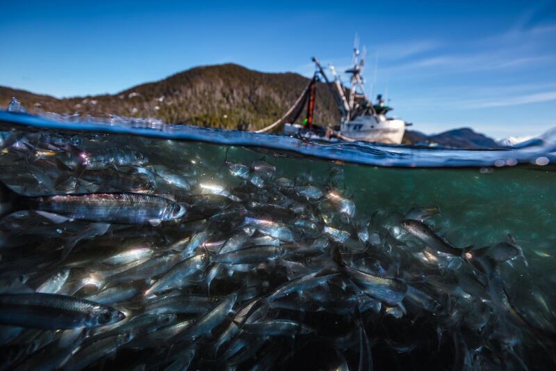 "Pacific Herring move into shallow waters in spring to spawn. Many of the world’s fish stocks are now in serious decline and a third of them have collapsed altogether." Sitka, Alaska USA