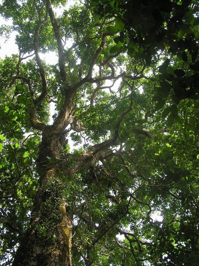 A 700-or-more-year-old grandmother tree at Sai Sanctuary. Courtesy Sai Sanctuary