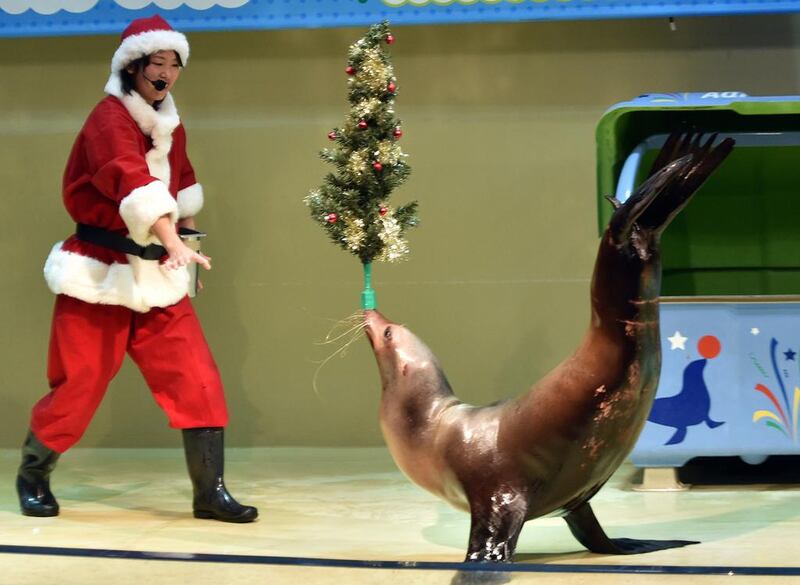 A sea lion balances a Christmas tree on his nose while a trainer in a Santa Claus costume smiles during a show at the Aqua Stadium aquarium in Tokyo. The Christmas-themed special show will be held through to Christmas Day. Yoshikazu Tsuno / AFP