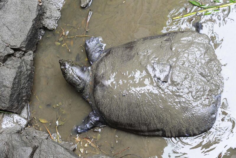 TOPSHOT - This photo taken on May 6, 2015 shows a female Yangtze giant softshell turtle at Suzhou Zoo in Suzhou in China's eastern Jiangsu province. The world's largest turtle is on the brink of extinction after a female specimen died on April 13, 2019 at Suzhou zoo, leaving behind just three known members of the species. - China OUT
 / AFP / STR
