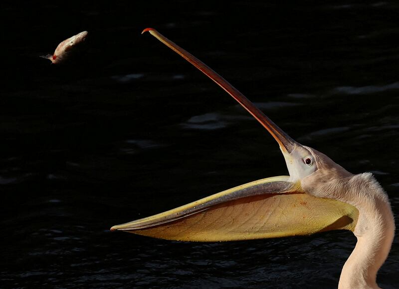 A pelican opens its beak to catch a fish during feeding time at St James's Park in London, Britain. Reuters