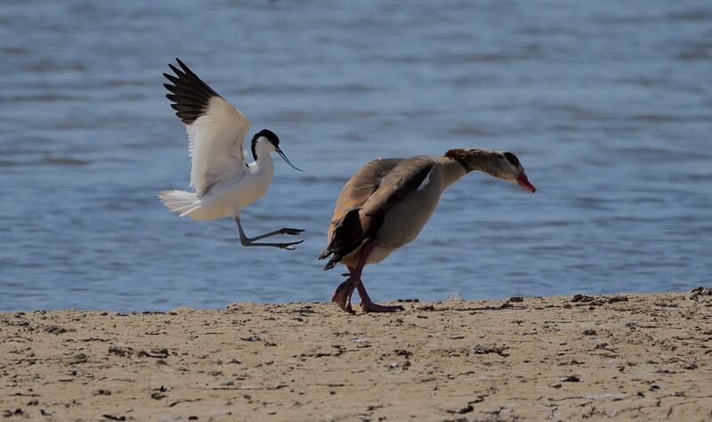 Avocet and an Egyptian goose in the UK. Allen Holmes / Comedywildlife
