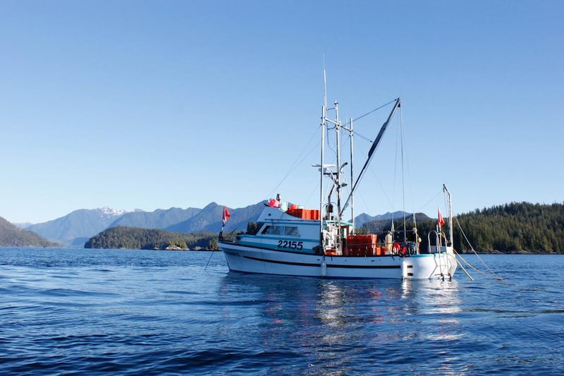 The trawler Hideaway II is seen near Tofino, in British Columbia, Canada, on January 24, 2014 as it searches for geoduck clams. The shell of the clam ranges from 15 centimetres (5.9 in) to over 20 centimetres (7.9 in) in length, but the extremely long siphons make the clam itself much longer than this. Clement Sabourin / AFP