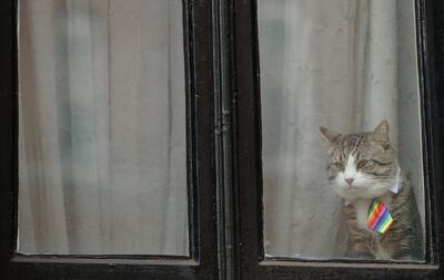 A cat, believed to be owned by Wiki Leaks founder Julian Assange, wears a tie as it looks out of a window at the Ecuadorian embassy in London, Tuesday, Feb. 13, 2018. A British judge is set to decide Tuesday whether to quash or uphold an arrest warrant for WikiLeaks founder Julian Assange, who has spent more than five years evading the law inside Ecuador's London embassy. Assange's lawyers argue that it's no longer in the public interest to arrest him for jumping bail in 2012 and seeking shelter in the embassy to avoid extradition to Sweden, where prosecutors were investigating allegations of sexual assault and rape made by two women. He denied the allegations.(AP Photo/Alastair Grant)