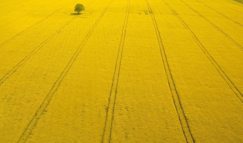 A tree stands in a field of rapeseed near Gatwick Airport southern Britain. Phil Noble / Reuters