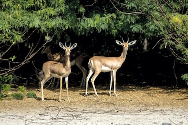 Gazelle on Jubail Island. JACK DABAGHIAN/APCO WORLDWIDE