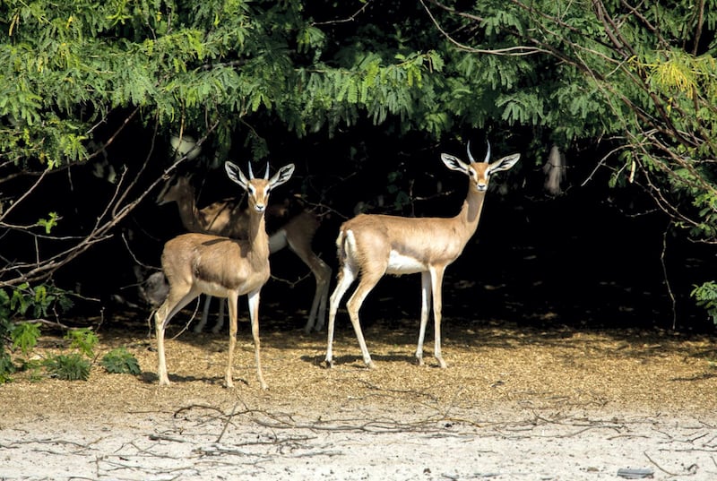Jubail Island in Abu Dhabi is home to an array of wildlife.