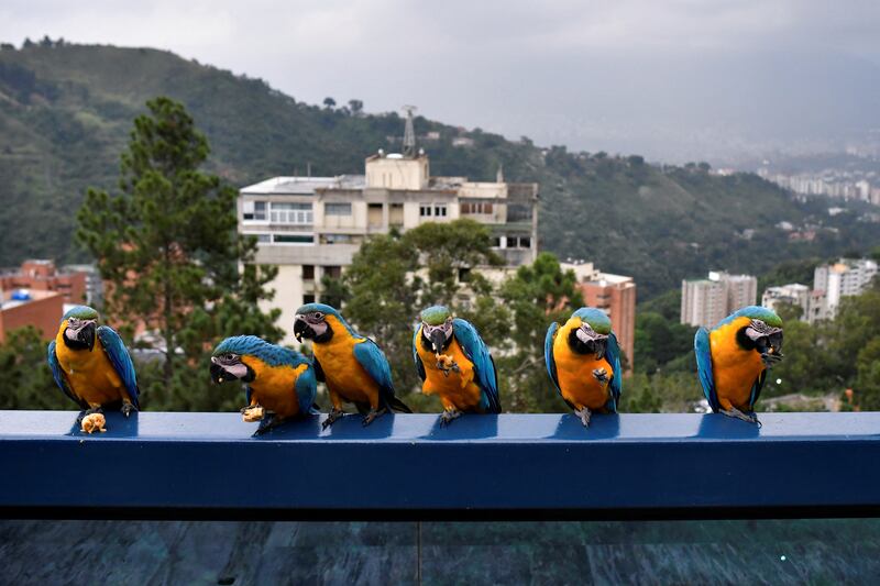 Macaws eat fruits at the balcony of a house in Caracas, Venezuela. Reuters