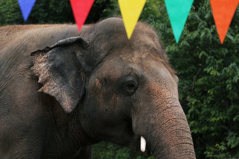 Kaavan has been deemed as the 'world's loneliest elephant'