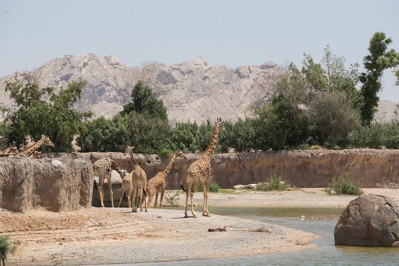 Al Ain, United Arab Emirates. April 18, 2016///

Giraffes. The African Zoo Safari extends over 217 hectares, with more than 400 animals roaming freely, located at Al Ain Zoo. Al Ain, United Arab Emirates. Mona Al Marzooqi/ The National 

ID: 77065
Reporter: Michael Campbell 
Section: National  *** Local Caption ***  160418-MM-SafariAlAin-012.JPG