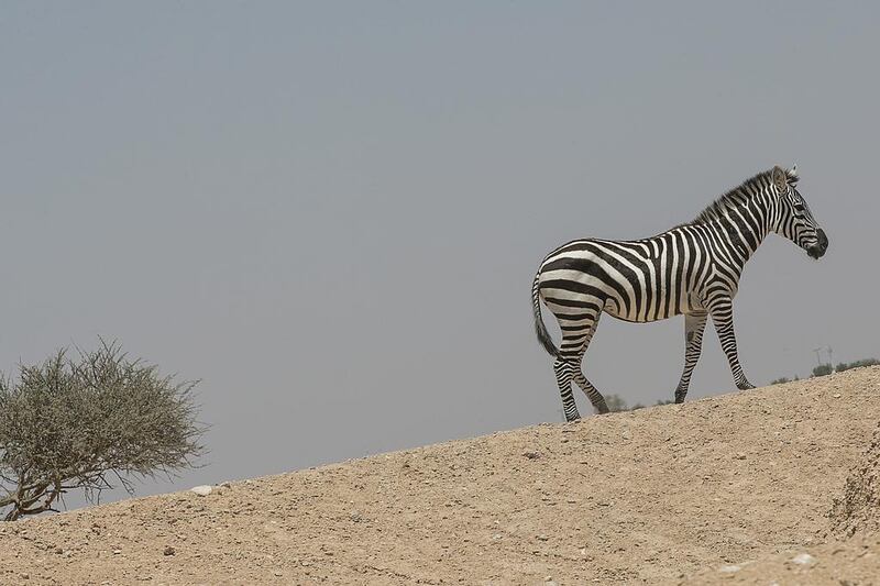 Zebra are one of many wild animals that visitors to Al Ain Safari at Al Ain Zoo will be able to admire. The safari park extends over 217 hectares, with more than 250 animals roaming freely. Mona Al Marzooqi / The National