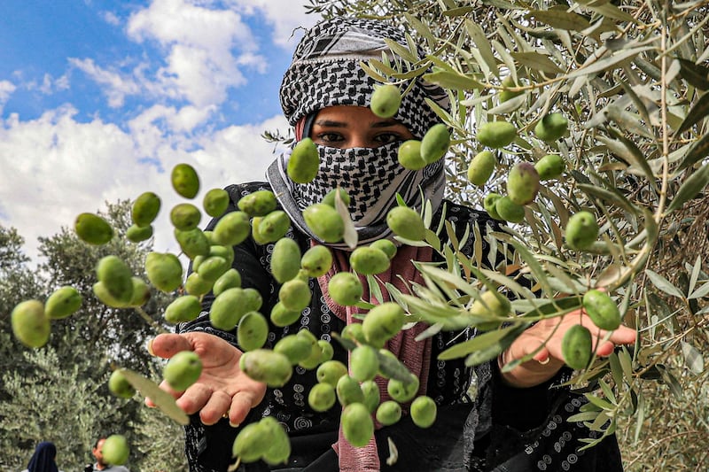 A woman harvesting olives in Khan Yunis in the southern Gaza Strip. AFP