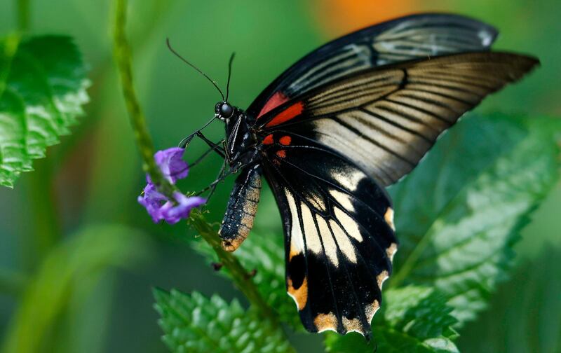 A butterfly sits on a plant in an enclosure at the Wilhelma zoological-botanical garden, in Stuttgart, Germany.  EPA