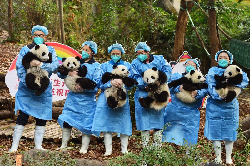 Panda keepers pose for photos with cubs ahead of the new year at the Chengdu Research Base of Giant Panda Breeding in China. AFP